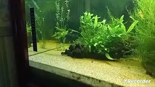 Budget temperate aquarium 700 litre .. Budget plants how fast does vallisneria grow 9 days now. 6