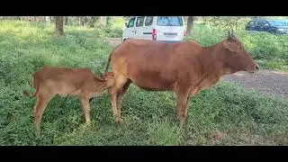 Cow and it's baby calf at my movie shoot location. #thepackager #bts