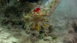 Findet den Seedrachen! Finding the seadragon