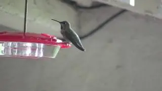 Hummingbird - Canon Vixia HF S20