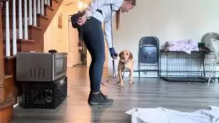Juniper- moving through a room without jumping 