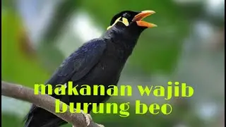 Makanan Harian Burung Beo | Kicau Project
