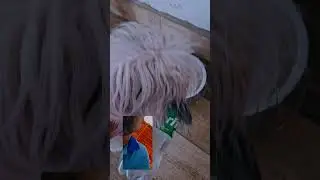 da saga! quem tem, tem que cuidar #pets &eacute; isso a&iacute; quem simpatizar j&aacute; sabe seque nois a&iacute;