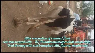 Treatment of bilateral diatension of rumen and Abscence of defaecation in HF cow.
