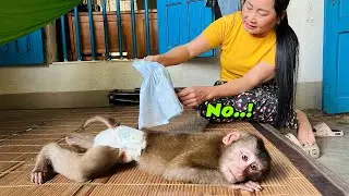 monkey Tina lay alone, sad, without her dress on, because she missed Uncle Tuan.