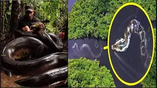 10 Strange Facts about Amazon Rainforest | It's Fact Studio|