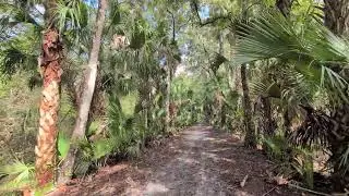 Cypress Tree Swamp, Red Shouldered Hawk Calling & Cabbage Palm Trees at Flagler Trail South! Oviedo 