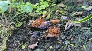 THE FIRST ORDER - MYRMICA RUGINODIS UPDATE #12
