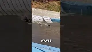 Artificial Waves Uncovered: The Tech Powering Surf Pools!