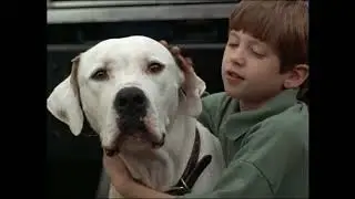 Opening To The Horse In The Grey Flannel Suit 2003 DVD