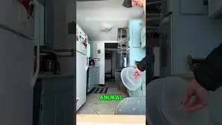 Ласка пролезла через туалет 😱