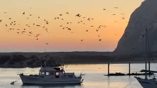 Pelicans at Morro Bay