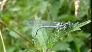 White-Legged Damselfly - Bedfordshire