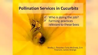 Pollination Services in Cucurbits