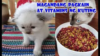 Magandang pagkain at vitamins na pampataba ng pusa