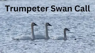 Trumpeter Swan Call | Minnesota River Valley | Minneapolis