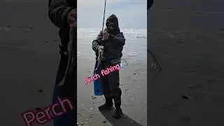 Perch surf fishing in Long Beach Washington,  huge one! #fishing #beach #longbeach #washington