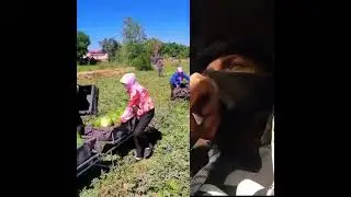 Transportation for watermelon picking- Good tools #wow #shorts #respect #like