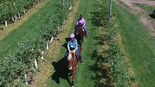 Orchardview Stables