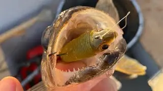 HOT Mid-Summer Swimbait Walleye! | Northern Ontario