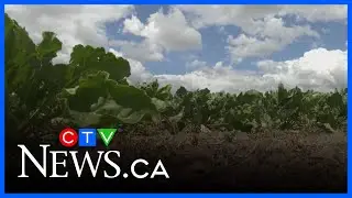 Work at polytechnic's research farm set to continue