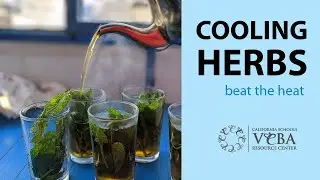 Cooling Herbs