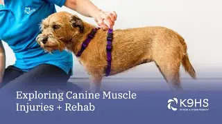 K9 Muscle Injuries + Rehab