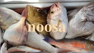 My first EVER COBIA, MAORI COD & PEARLIESSs (Noosa Fishing Charter)