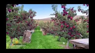 The most biggest apple farm - Washington red delicious - Red scarlet--