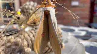 Emperor gum moth (opodiphthera eucalypti) emerges!
