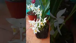 Coelogyne Orchids. @ShreesOrchids WhatsApp: 8101454816 #coelogyne #orchid #flower #plants