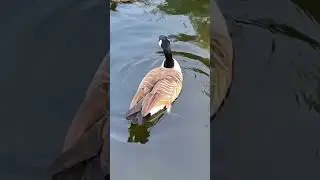 A beautiful duck glides across the lake, calm and graceful in the shimmering water. 🦆💧