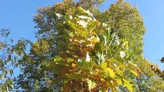 Quercus x warei Long REGAL PRINCE&reg; dub kř&iacute;žen&yacute; letn&iacute; x dvoubarevn&yacute;