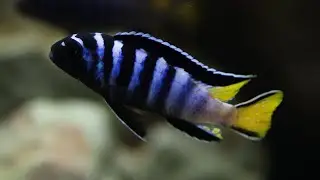 Species spotlight: Chindongo sp. Elongatus Mphanga I Mbuna breeding
