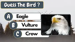 Can you Guess This Bird ? | Guess the bird | Which Bird Is This ? 🐦🐦