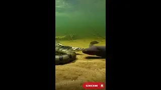 Real Life Pokemon Battle: Anaconda vs High Voltage Eel #Shorts