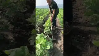 Rural Farmer is the best perfume #12411