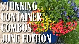 Lush Aqua Pots + Hanging Baskets Tour | June 2025