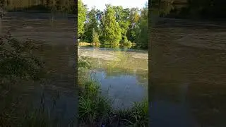 Morning at The Secret Lake #fishing #carpfish #duck #carp #fish #shearwater #freshwaterfish #nature