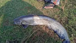 Big Catfish in Pong Dam (Mali) (Wallago attu -- Scientific Name )