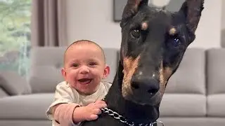Doberman and Baby Compilation NEW