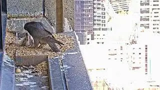 #falcon CAM3#40 mother birds brings food to feed her chicks in the nest, Falcon babies feeding