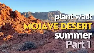 Mojave Desert Plant Walk - Part 1 (Morman tea, Cosahui, Brittlebush, & more)