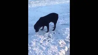 Pak Masters Dog Training on Starting Your Dog On A Raw Diet