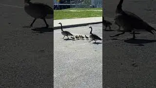 Gosling parade!🐣 Goslings Crossing to the Seawall | Vancouver Spring #vancouvercityviews #goslings