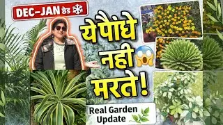 🔥कड़ाके की ठंड में भी नहीं मरे ये पौधे 😱 सर्दी में भी ना मरने वाले सुपर हार्डी पौधे| 