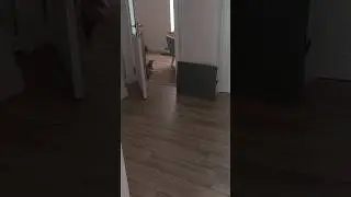 бесята, а не бурмята 😻 #семьякотагенри #cat #бурма #kitten #котята #видосыоткота #купитьбурму #семья