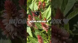Appreciating Nature