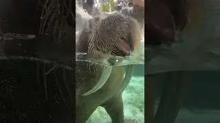 Getting squirted by a walrus!