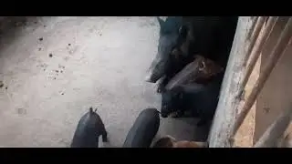 Lại  là Nông dân AI nuôi heo rừng lai  các bạn ơi